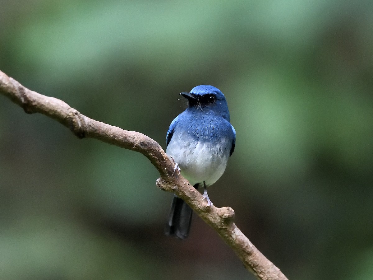 White-bellied Blue Flycatcher - ML641483400