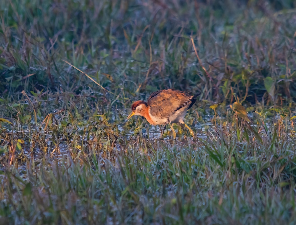 Bronze-winged Jacana - ML641483488
