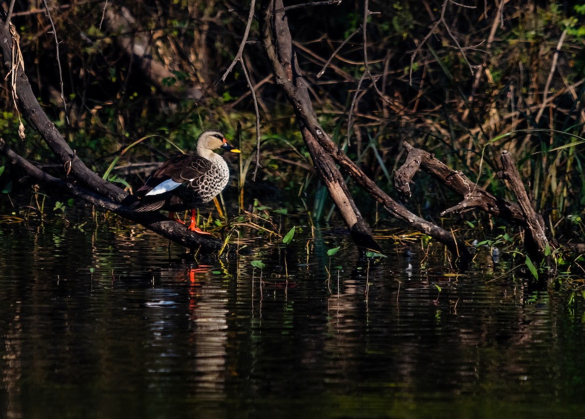 Indian Spot-billed Duck - ML641483545
