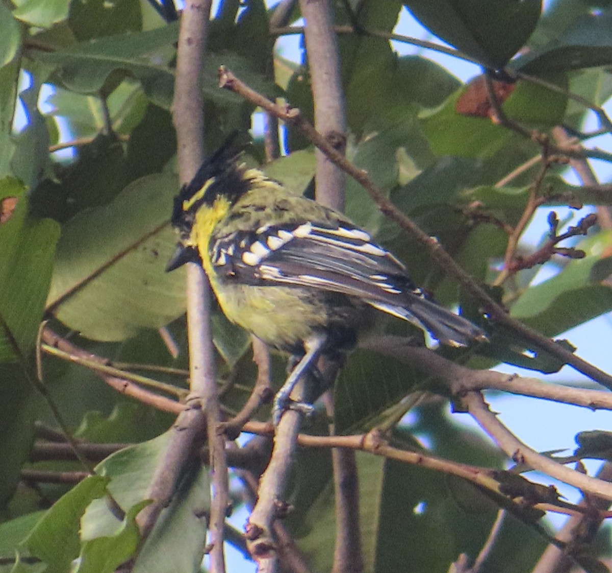 Indian Yellow Tit - ML641483582