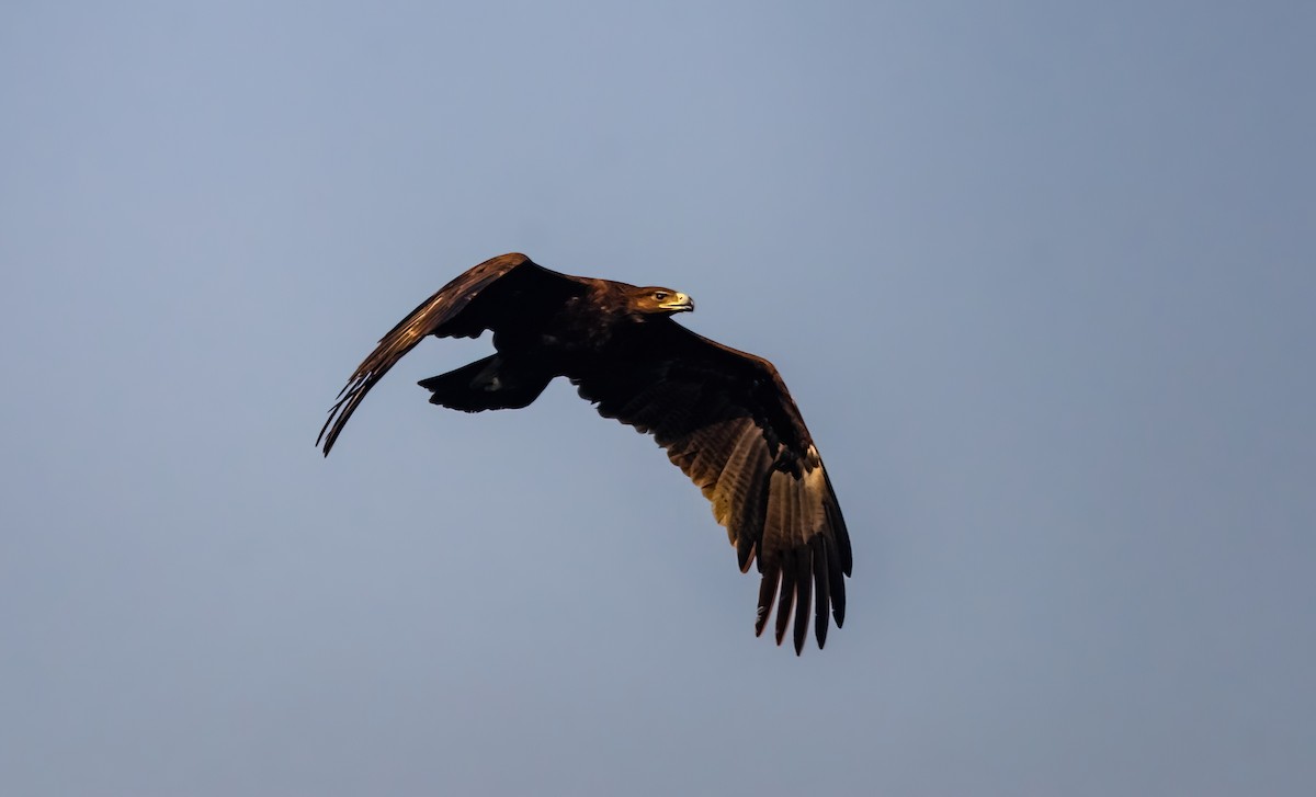 Águila India - ML641483610