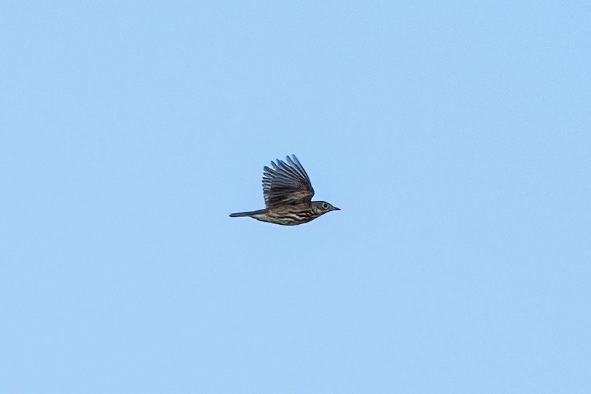 Pieperwaldsänger - ML641483632