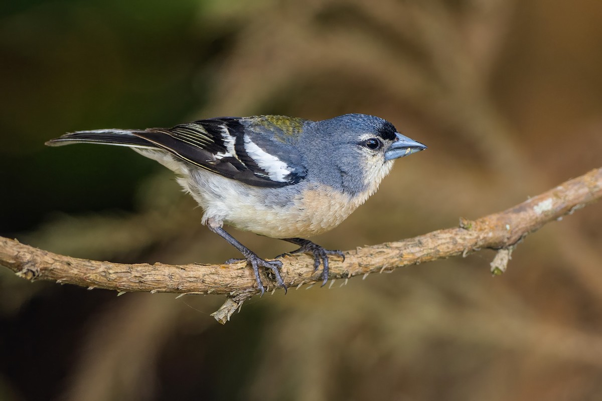 Azores Chaffinch - ML641483633