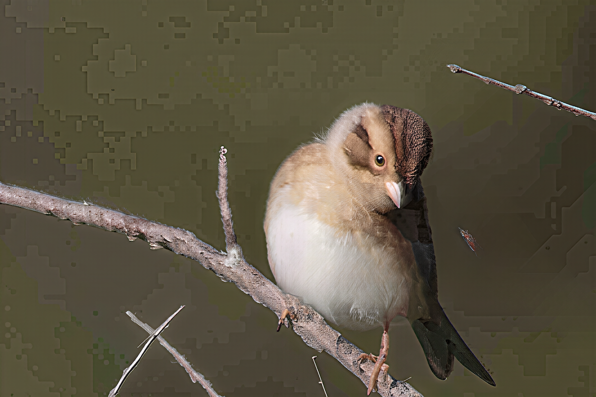 Clay-colored Sparrow - ML641483648