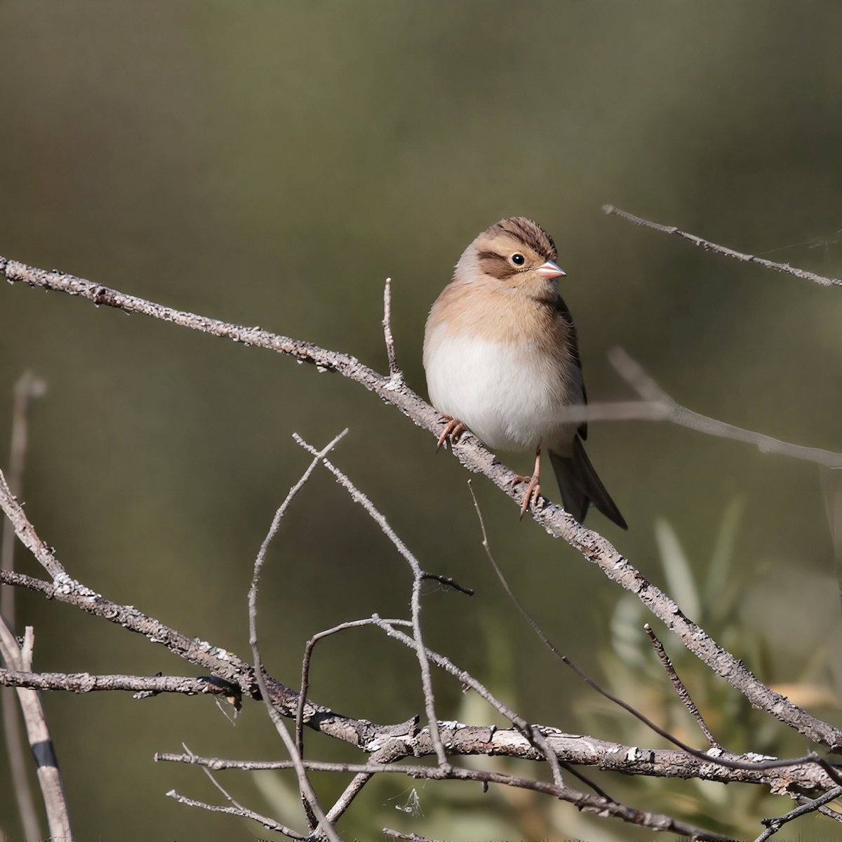 Clay-colored Sparrow - ML641483649
