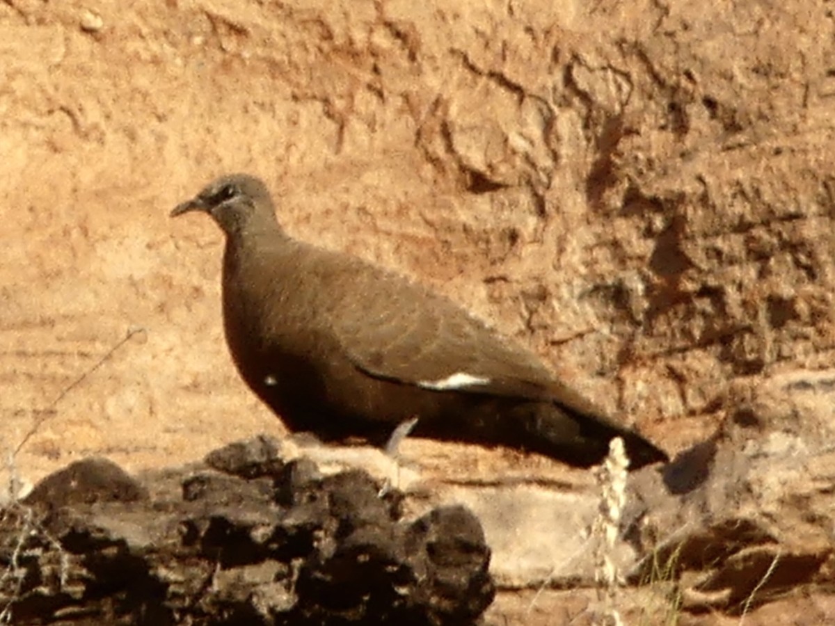 White-quilled Rock-Pigeon - ML641483656