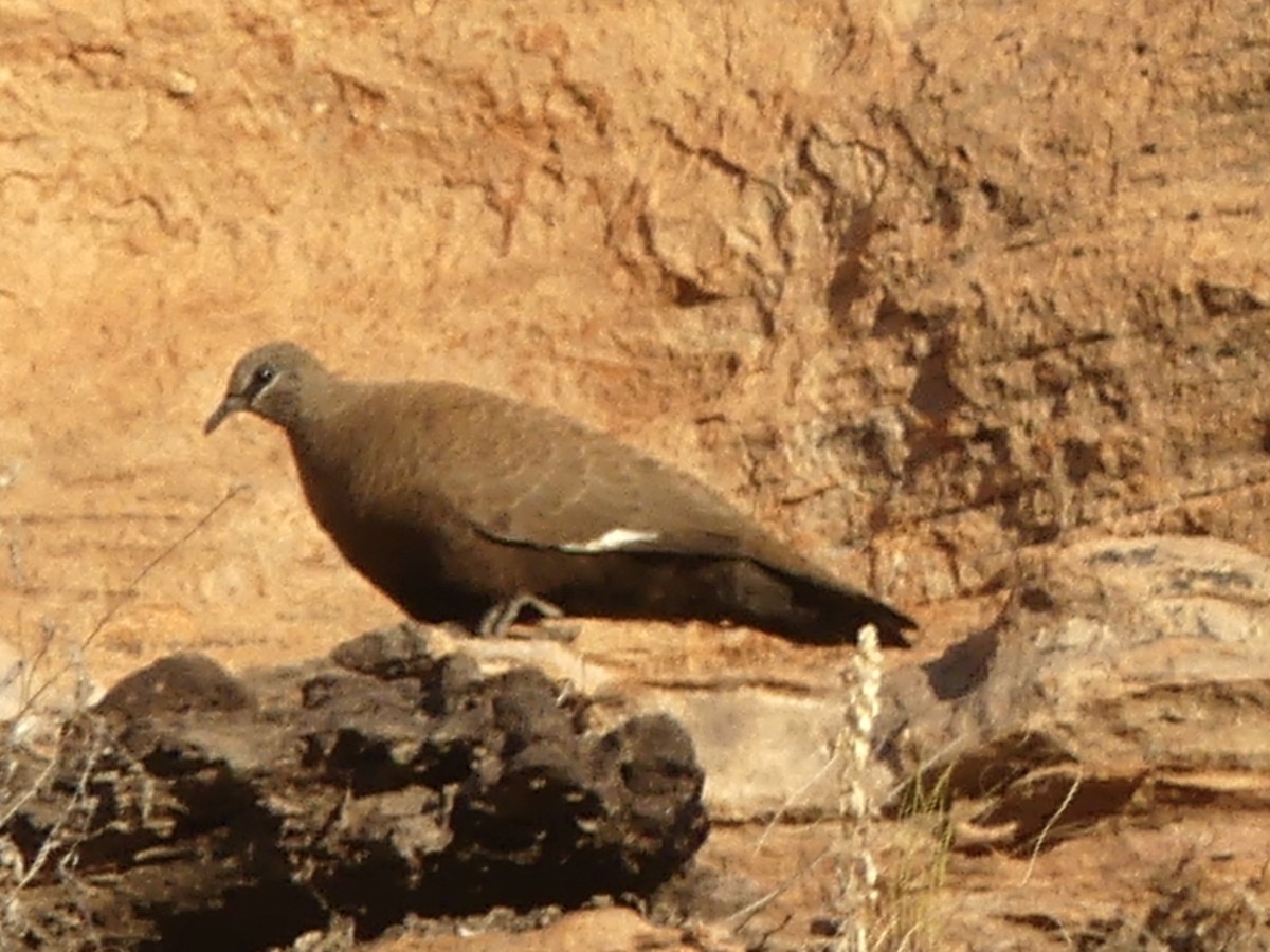 White-quilled Rock-Pigeon - ML641483657
