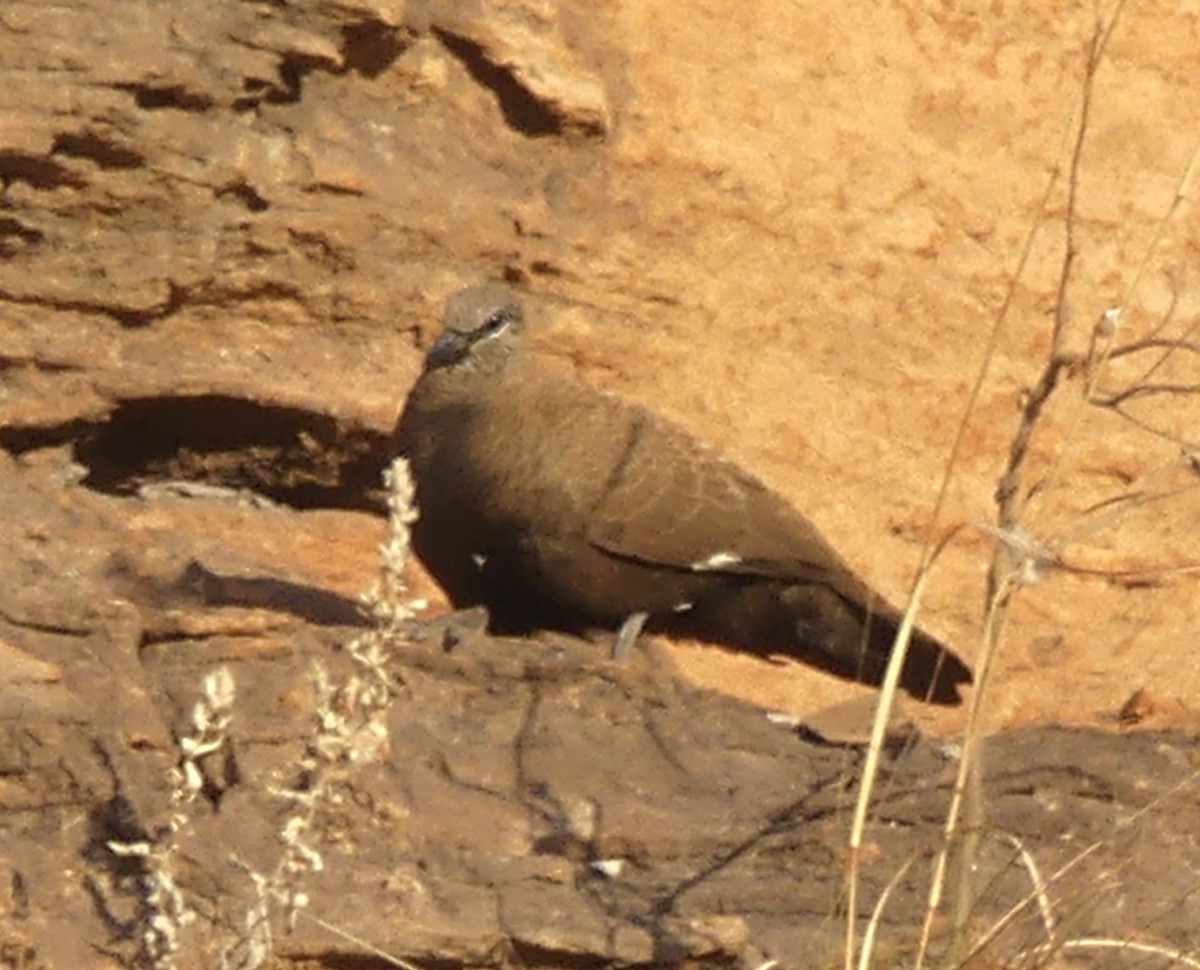 White-quilled Rock-Pigeon - ML641483658