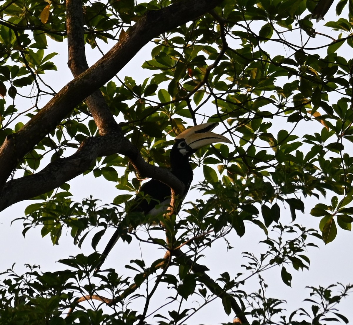 Oriental Pied-Hornbill - ML641483680
