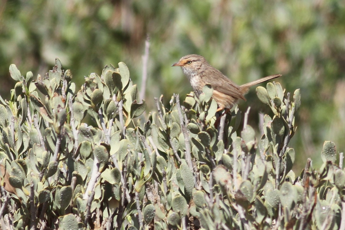 Scrub Warbler - ML641483702