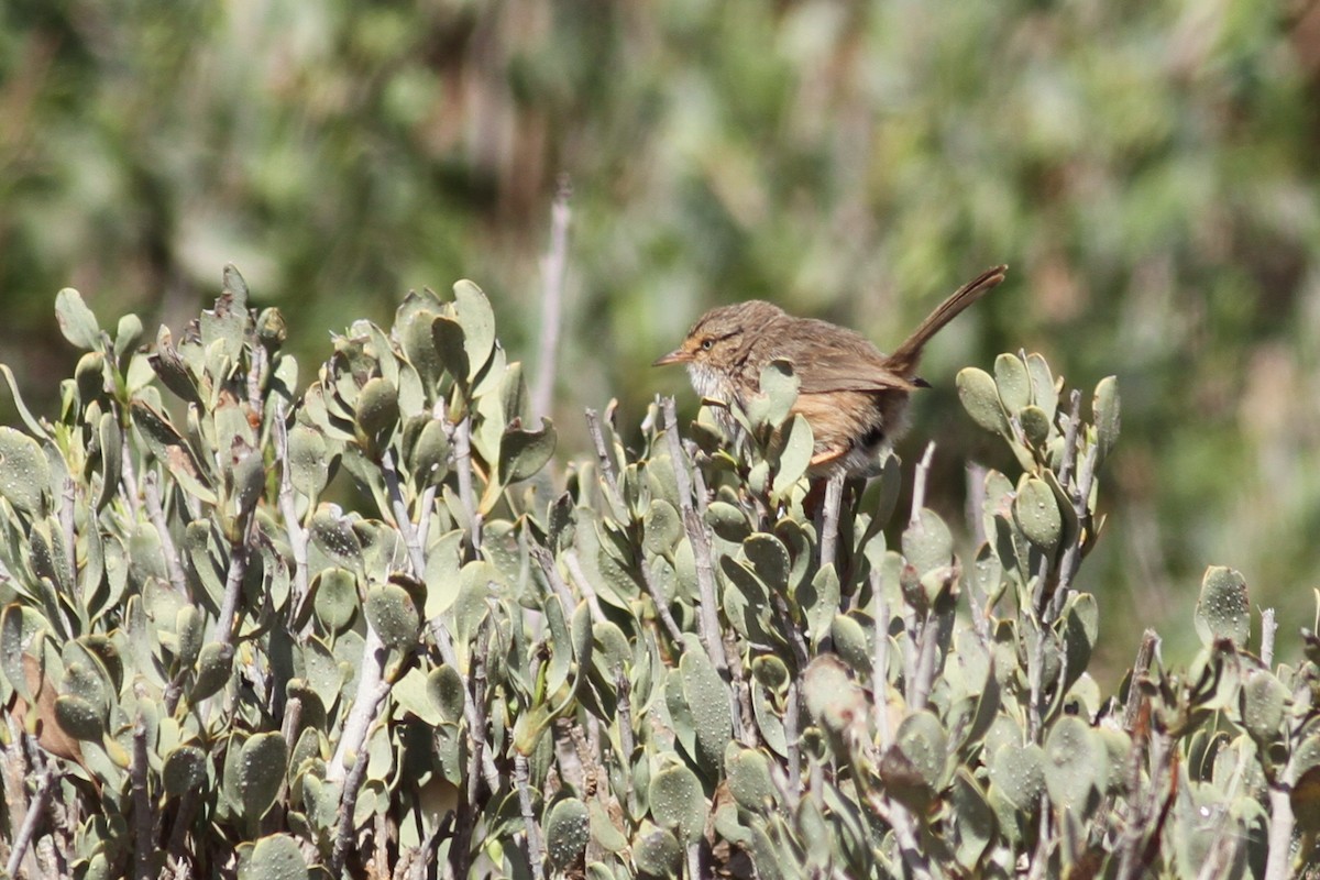 Scrub Warbler - ML641483703