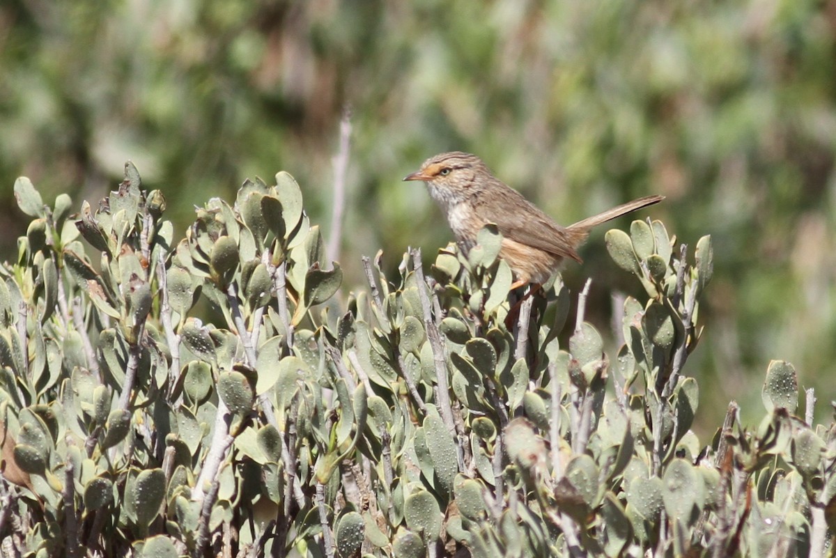 Scrub Warbler - ML641483704