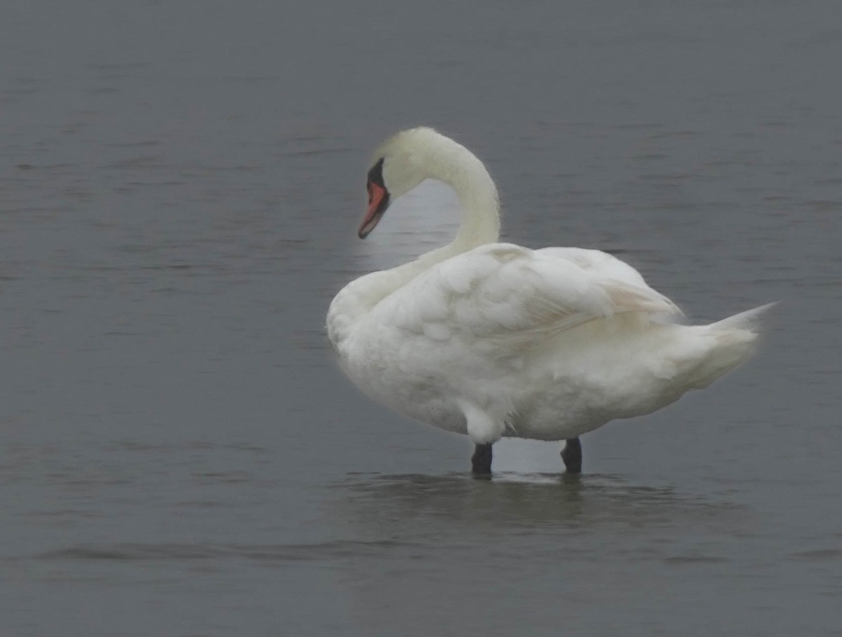 Mute Swan - ML641483742