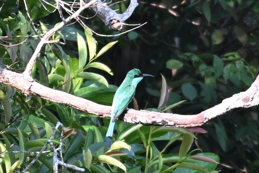 Blue-throated Bee-eater - ML641483793