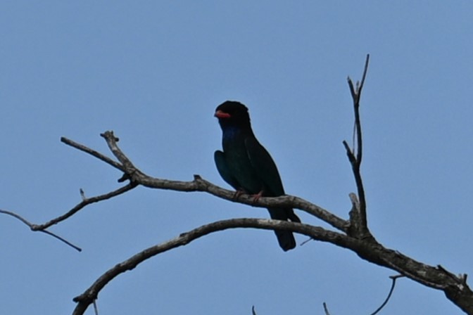 Dollarbird - ML641483835