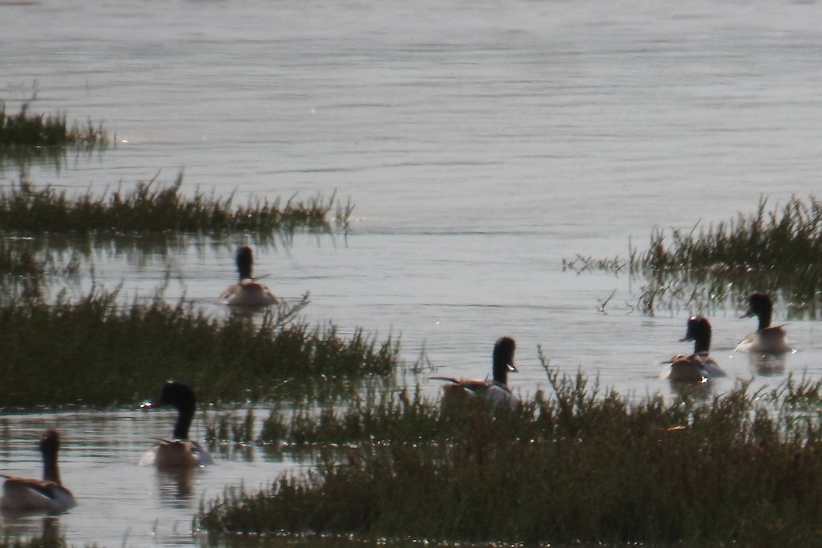 Common Shelduck - ML641483844