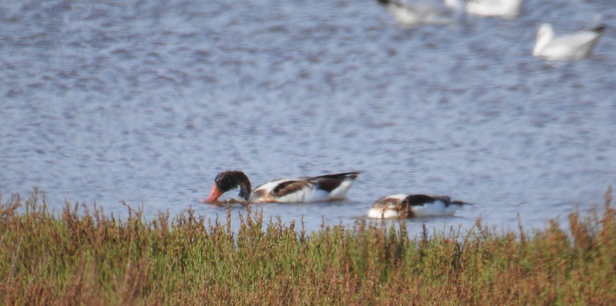 Common Shelduck - ML641483845