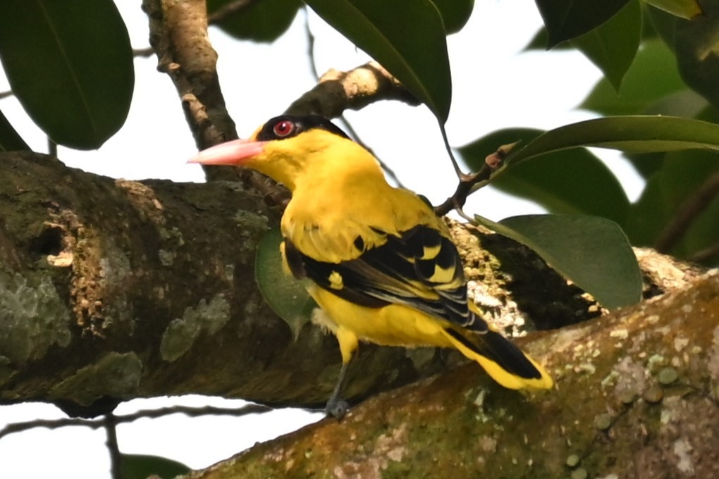Black-naped Oriole - ML641483860