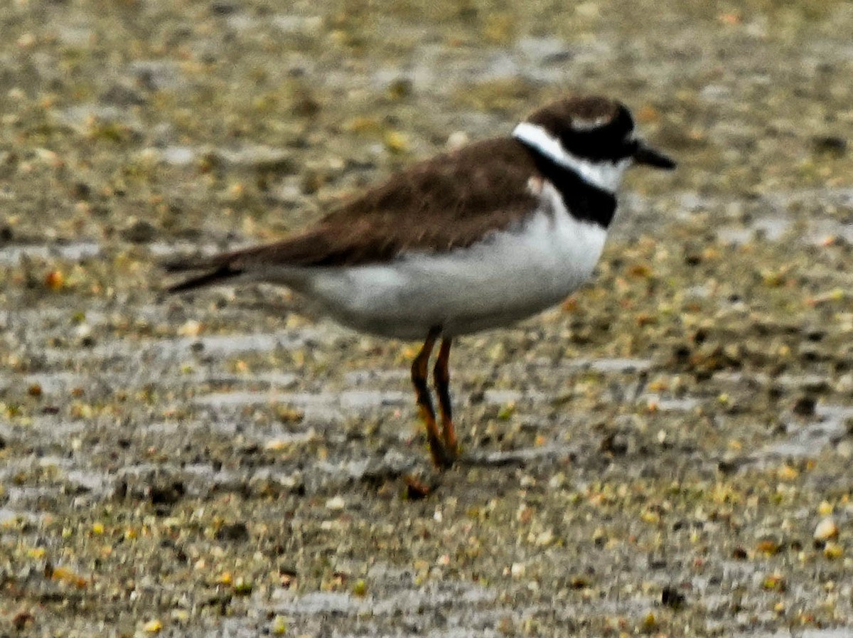 Common Ringed Plover - ML641483869