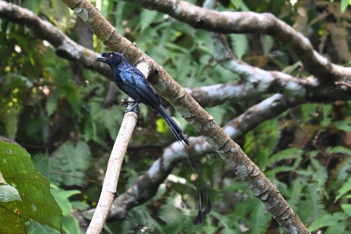 Greater Racket-tailed Drongo - ML641483897