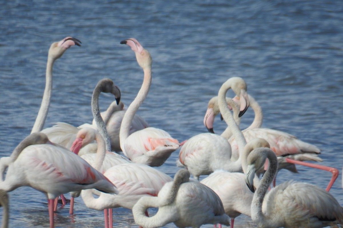 Greater Flamingo - ML641483921