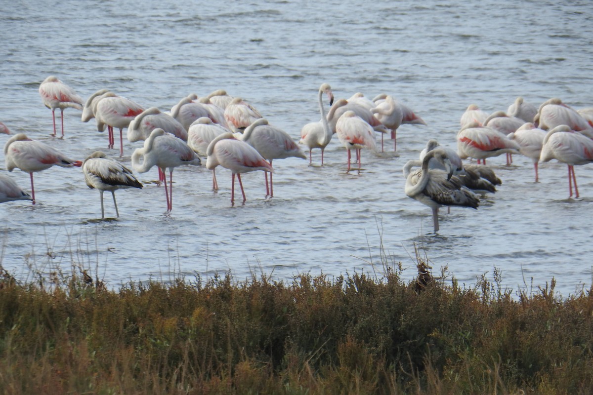 Greater Flamingo - ML641483922