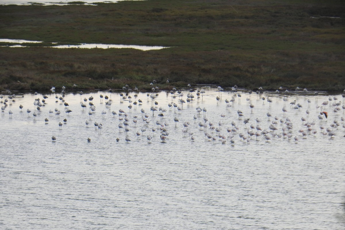 Greater Flamingo - ML641483923