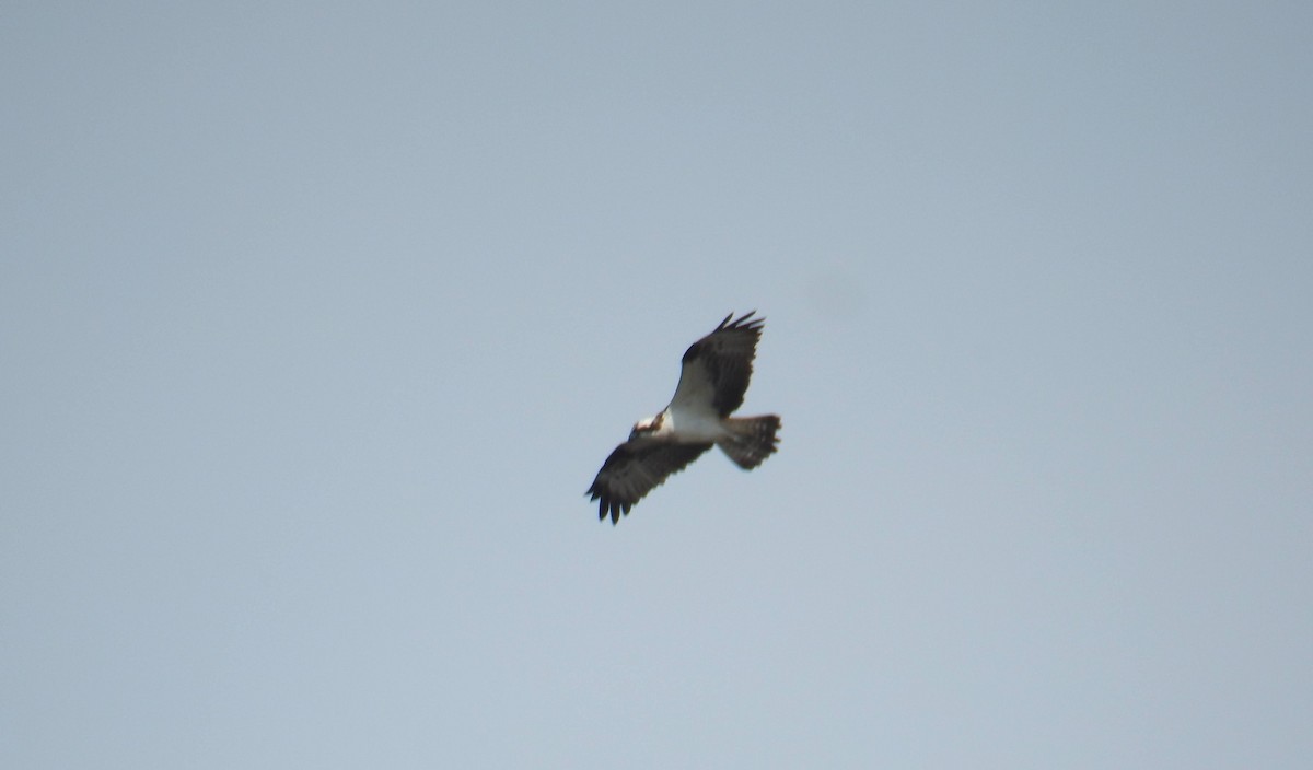 Osprey - ML641483942