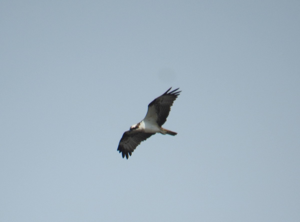 Osprey - ML641483943