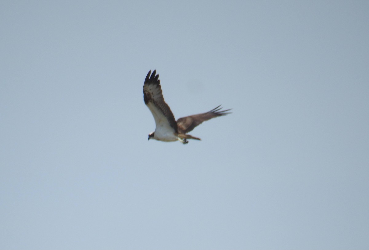 Osprey - ML641483944