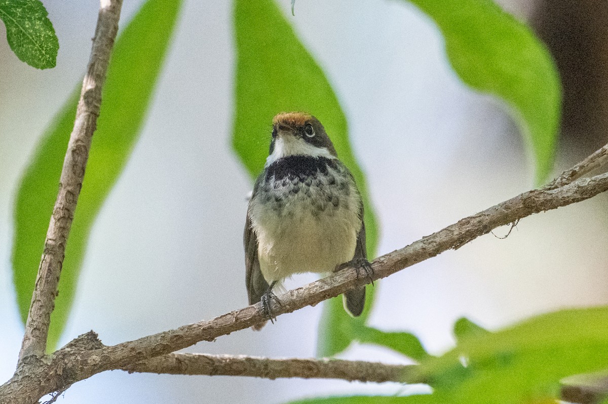 Arafura Fantail - ML641483984