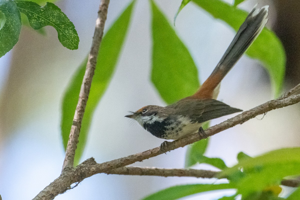 Arafura Fantail - ML641483985