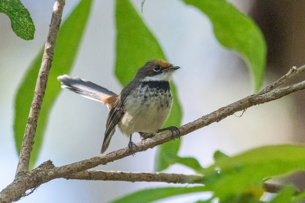 Arafura Fantail - ML641483986