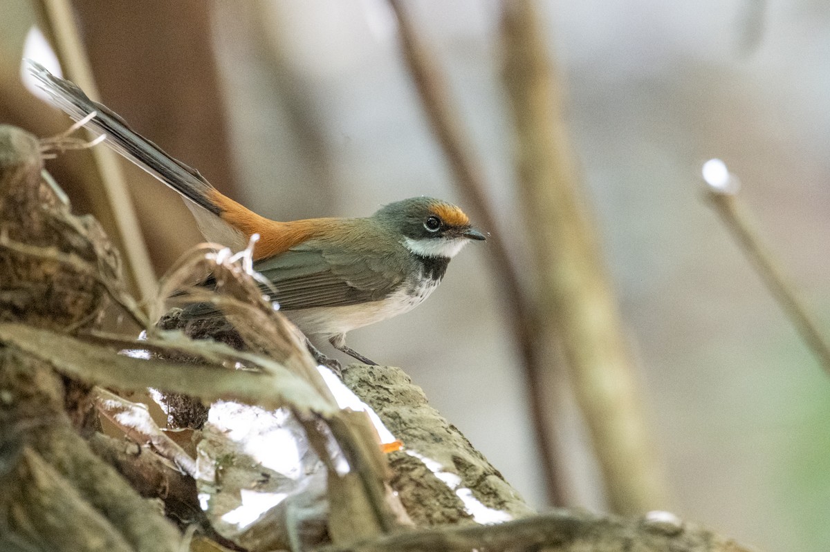 Arafura Fantail - ML641483987