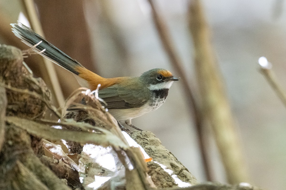 Arafura Fantail - ML641483988