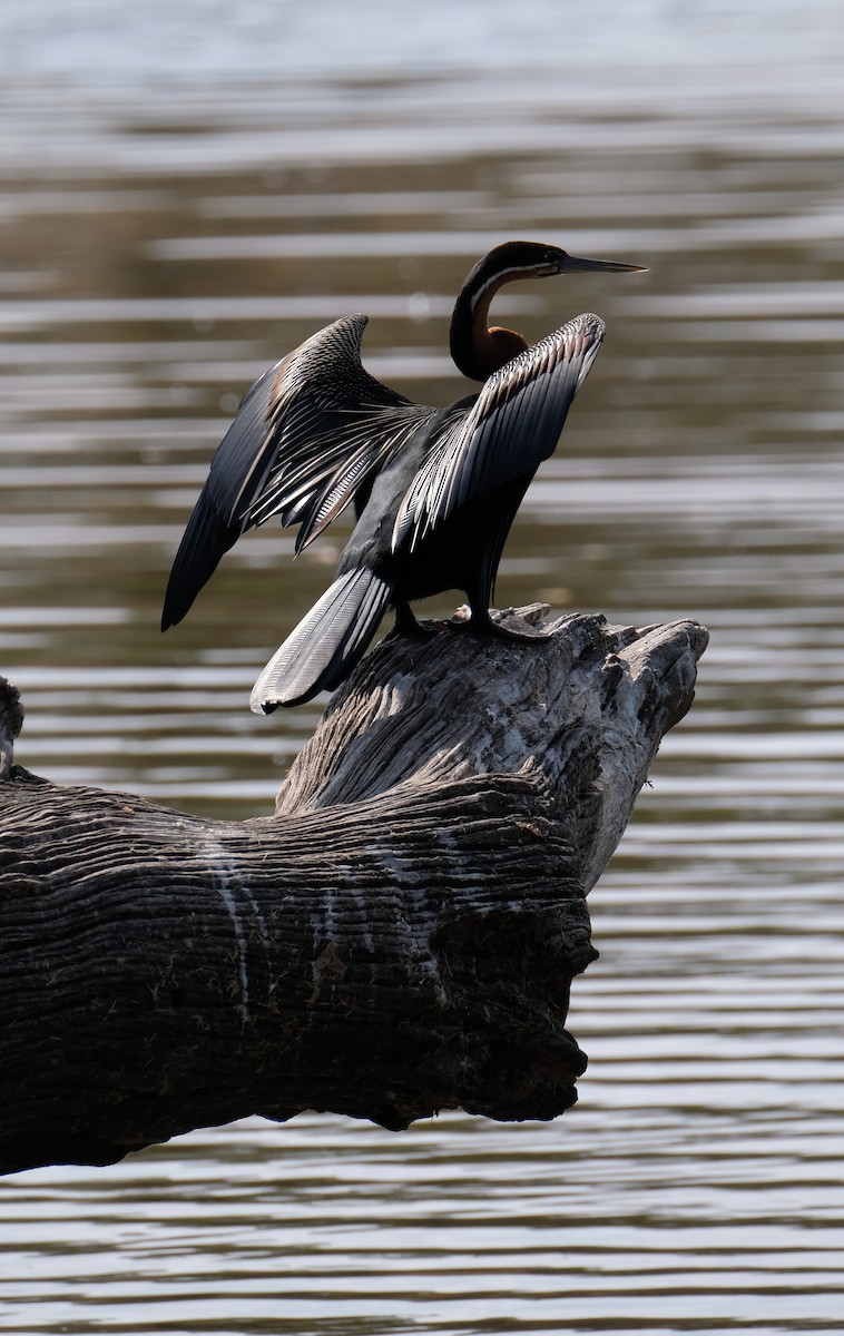 African Darter - ML641483997