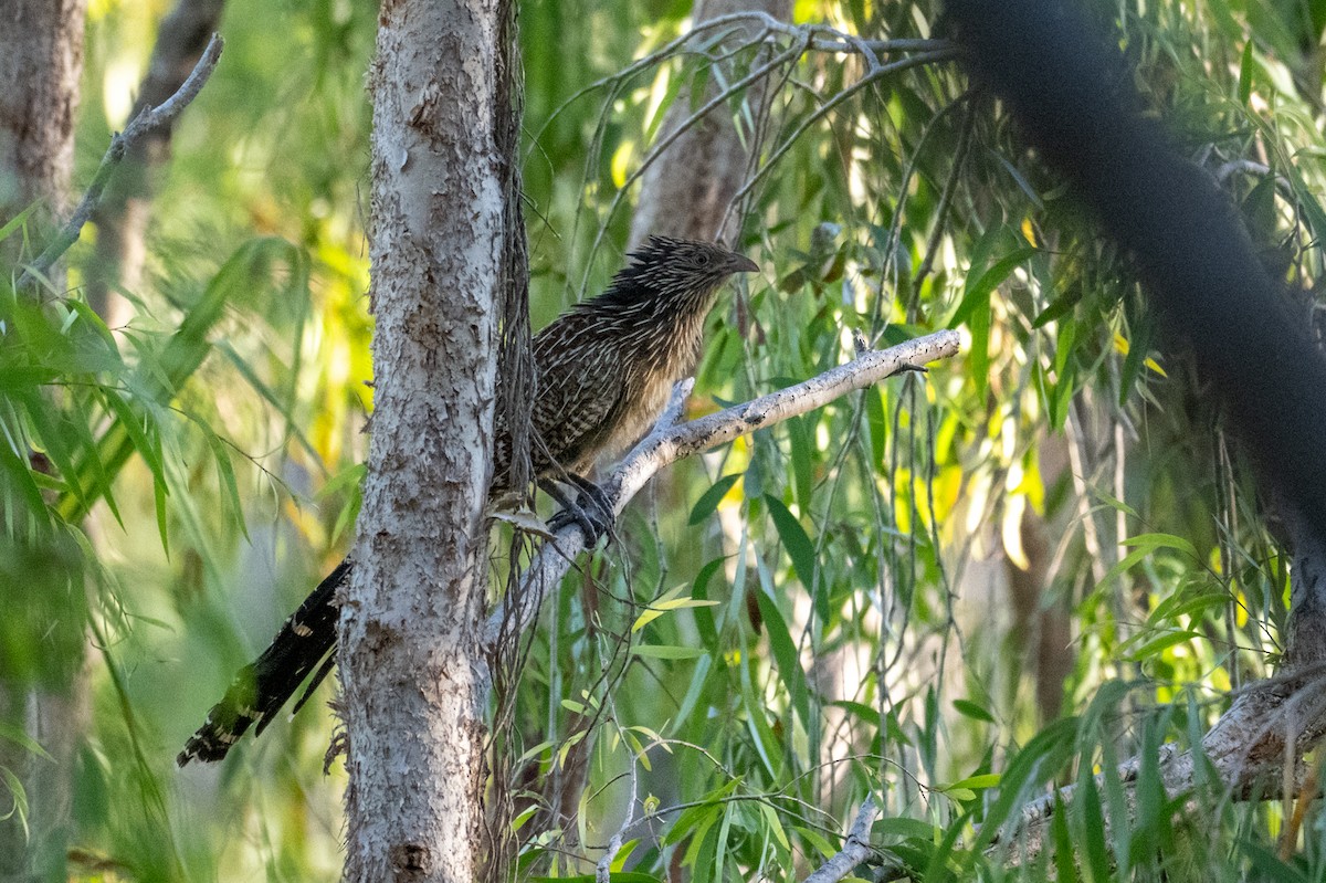 Pheasant Coucal - ML641484020