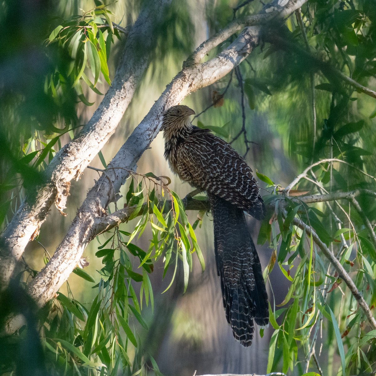 Pheasant Coucal - ML641484022