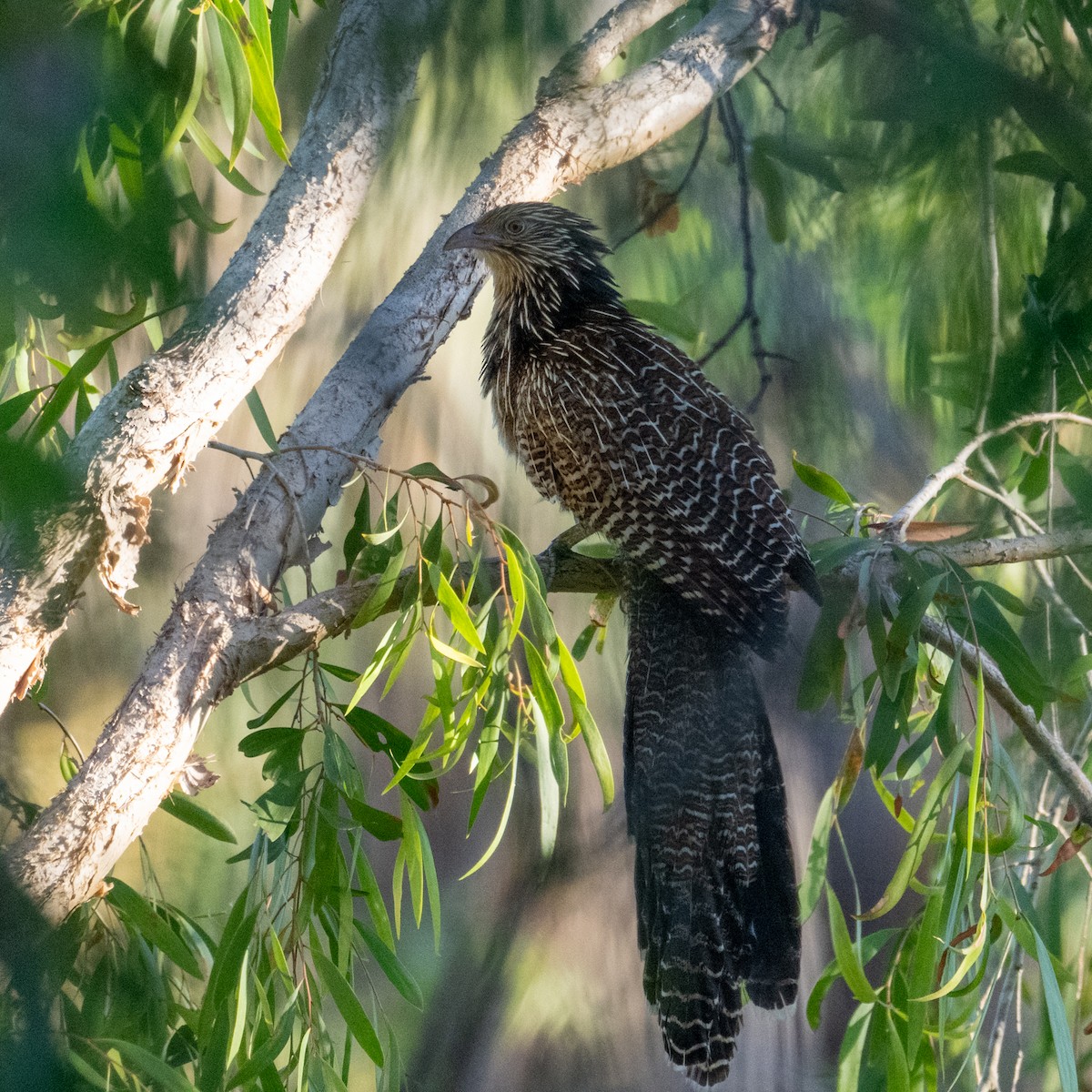 Pheasant Coucal - ML641484023