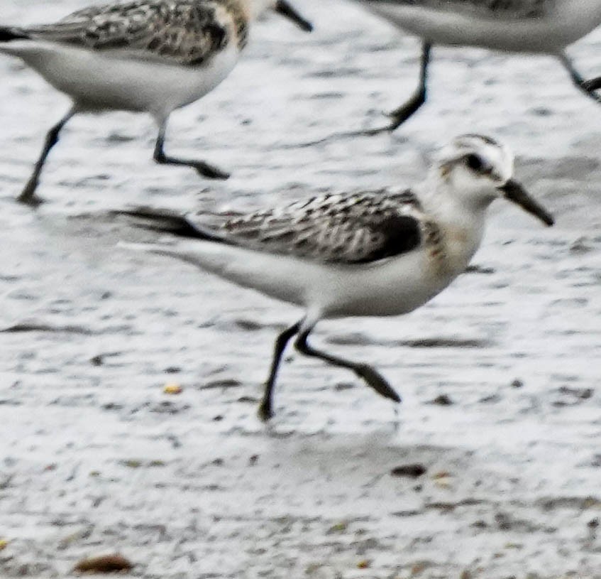Sanderling - ML641484039