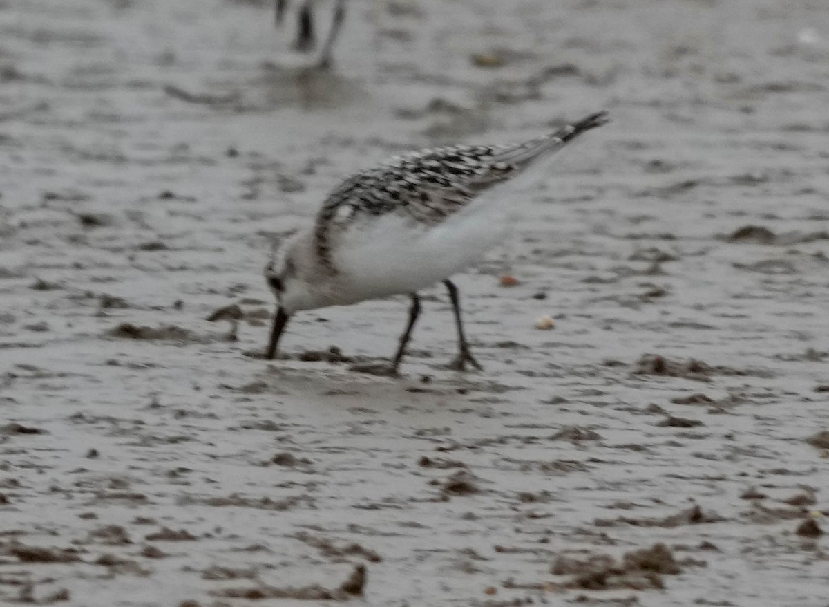 Sanderling - ML641484053