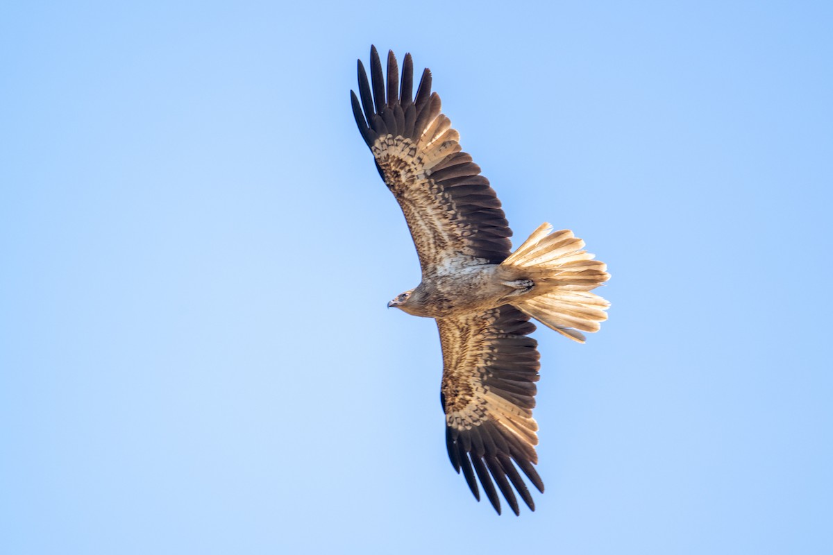 Whistling Kite - ML641484058