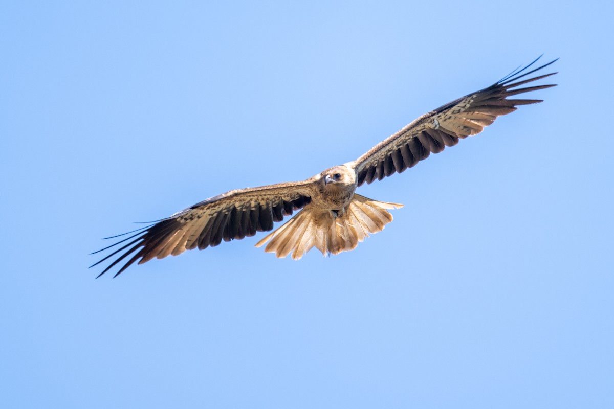 Whistling Kite - ML641484059