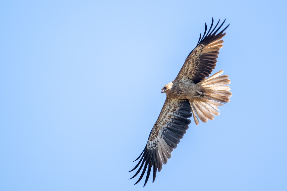 Whistling Kite - ML641484060