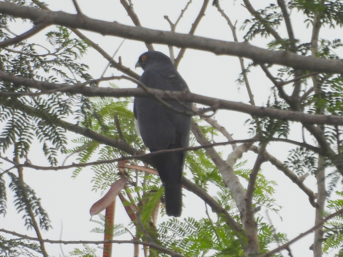 New Caledonian Goshawk - ML641484072