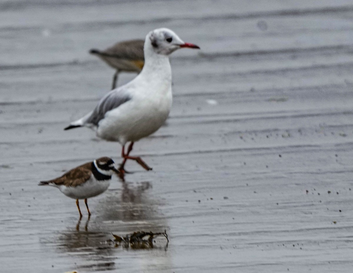 gull sp. - ML641484088