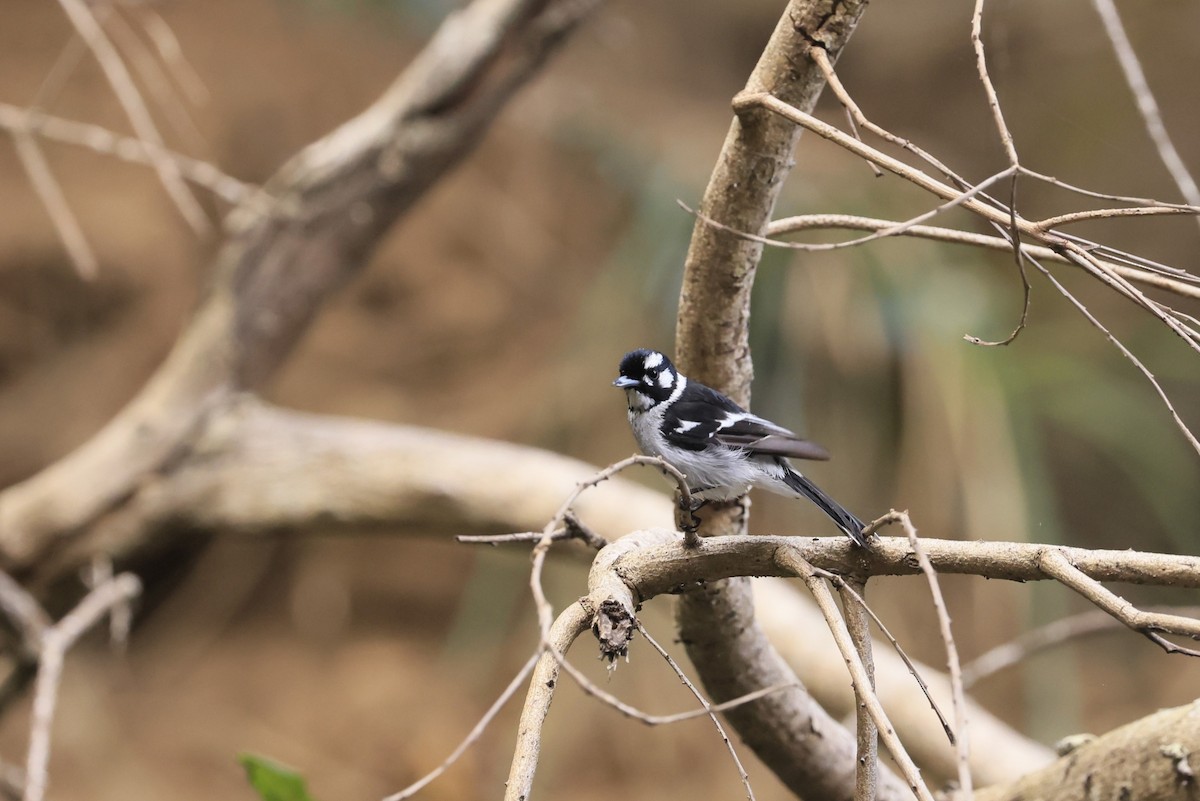 White-eared Monarch - ML641484099