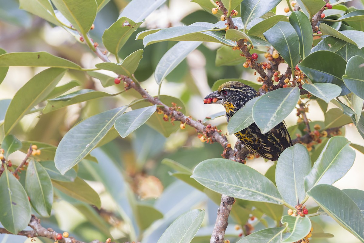 Gilded Barbet - ML641484100