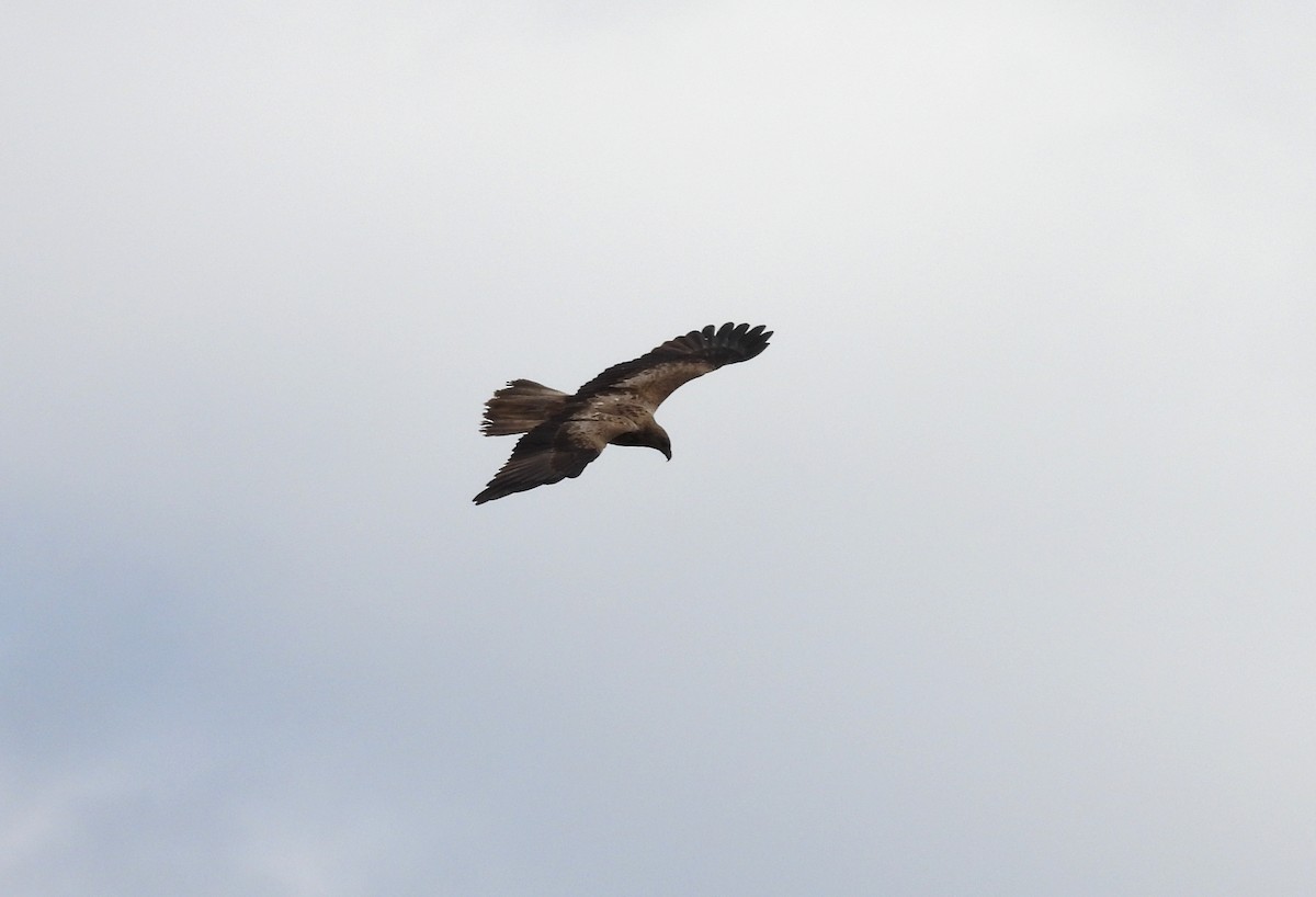 Whistling Kite - ML641484112