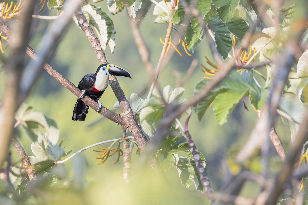 White-throated Toucan - ML641484113
